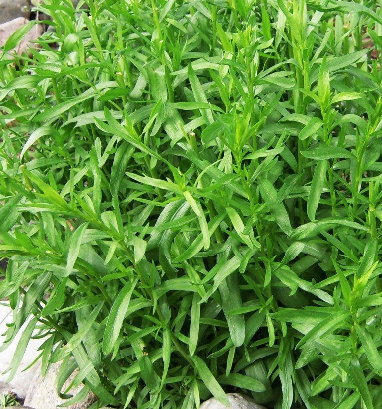 Tarragon seeds India GardenGuru