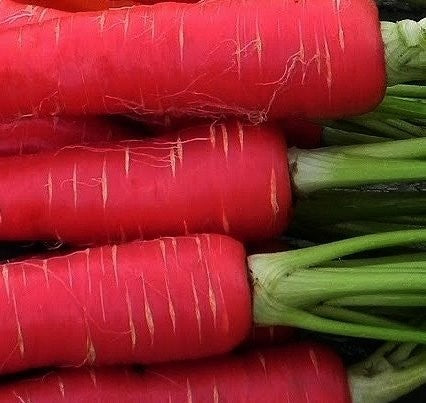 Selection Red Carrot Seeds