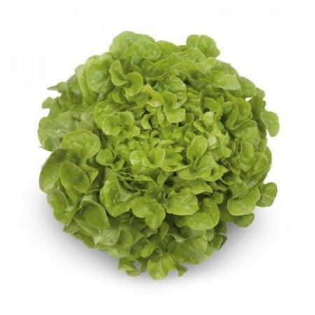 Premium Green Oak Leaf Lettuce Seeds