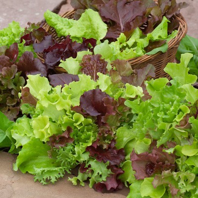 Lettuce Misticanza Seeds