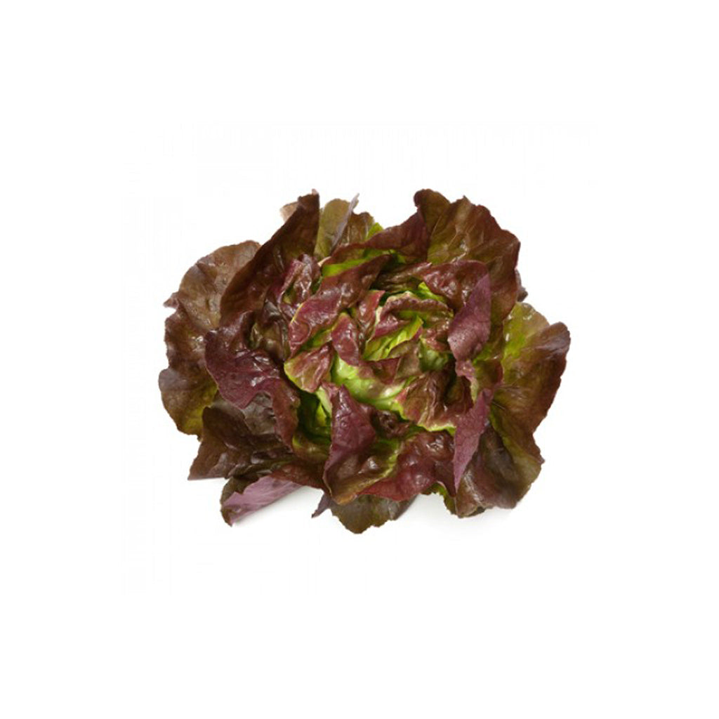 Premium Butterhead red lettuce seeds GardenGuru
