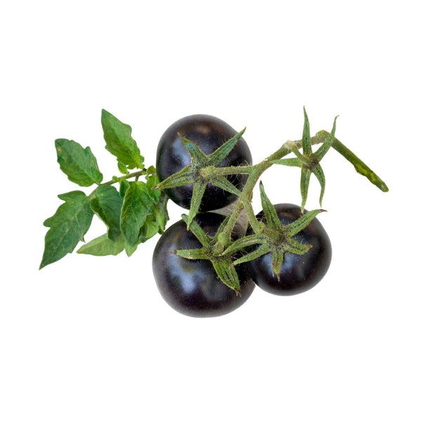 Tomato Black Pearl Purple
