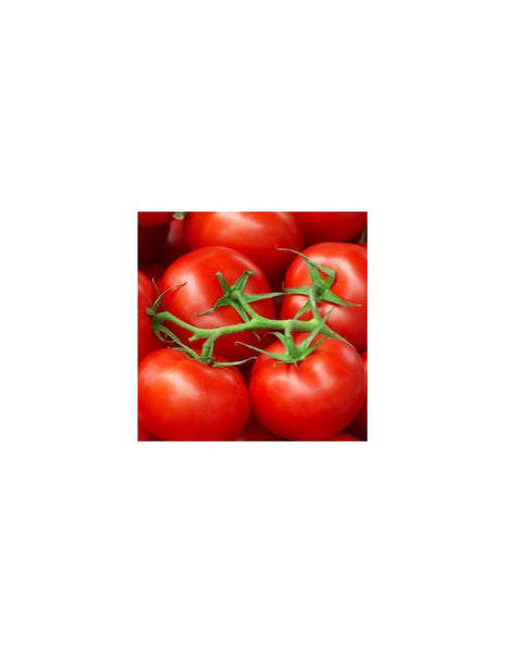 F1 Hybrid Tomato Sachriya seeds
