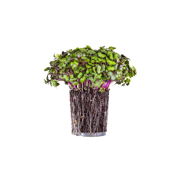 Knol Khol Purple (Kohlrabi) Microgreens Seeds