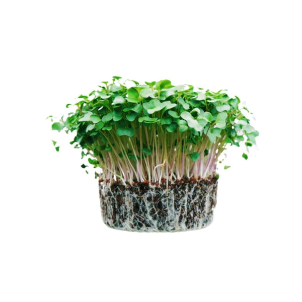 Rocket Cultivated (Arugula) Microgreens Seeds