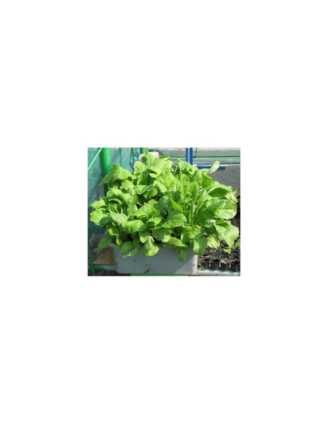 F1 Hybrid Spinach Seeds