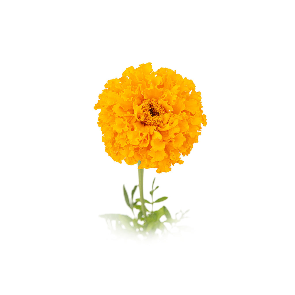 Marigold Inca Mixed Seeds – GardenGuru