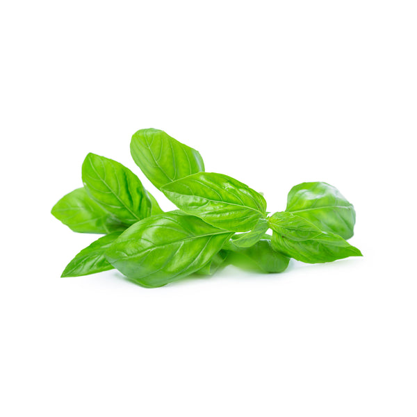 Italian Basil - Broad Leaf