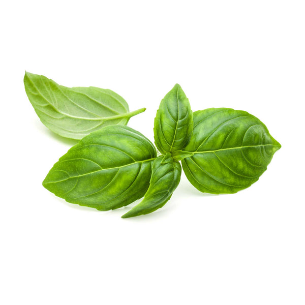 Basil Genovese Green Seeds