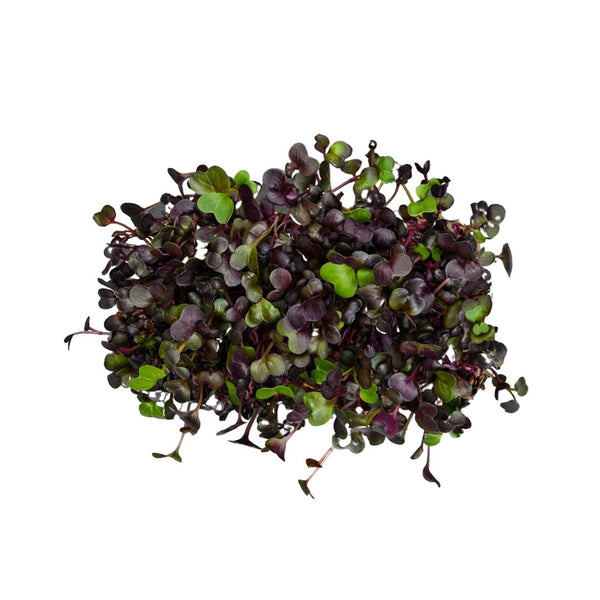 Kale Purple Green Mix Microgreens Seeds