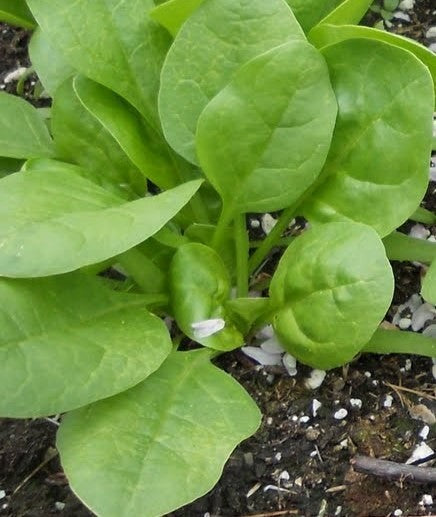 Imported Baby Spinach