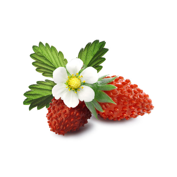 Strawberry Alpine Fragaria