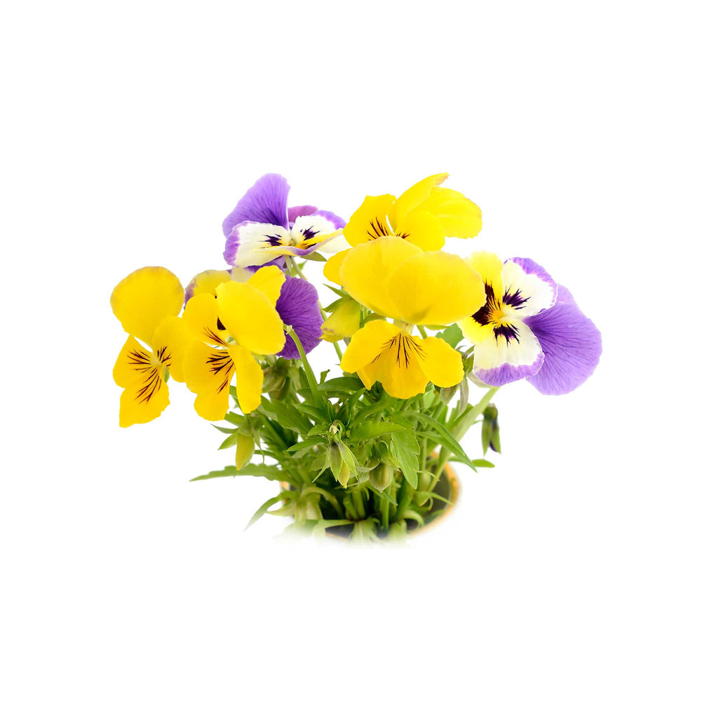 F1 Pansy Mixed Seeds – GardenGuru