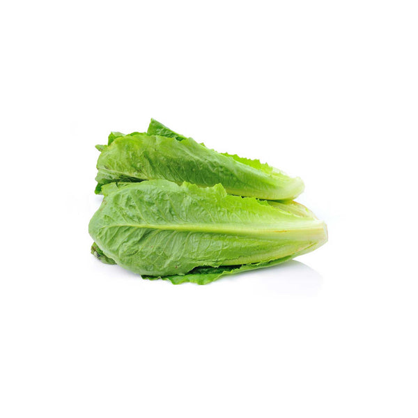 Imported Lettuce Romaine seeds