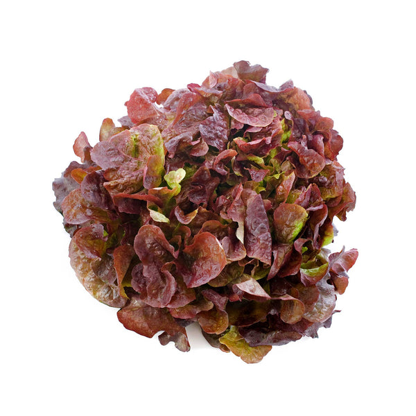 Premium Red Oak Leaf lettuce Seeds