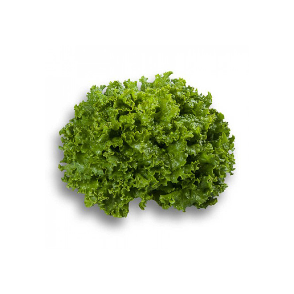 Premium Green Batavia lettuce seeds – GardenGuru