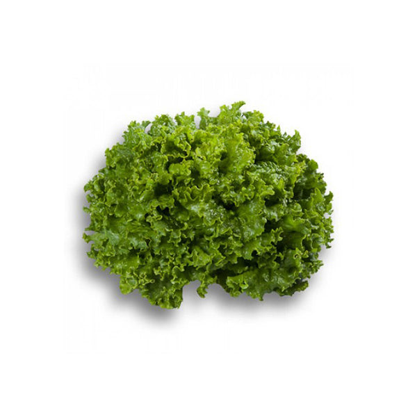 Premium Green Batavia lettuce seeds