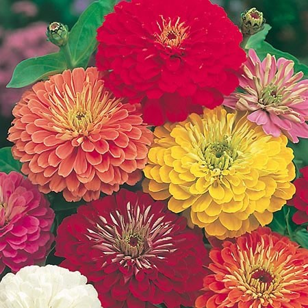 Zinnia Mixed – GardenGuru