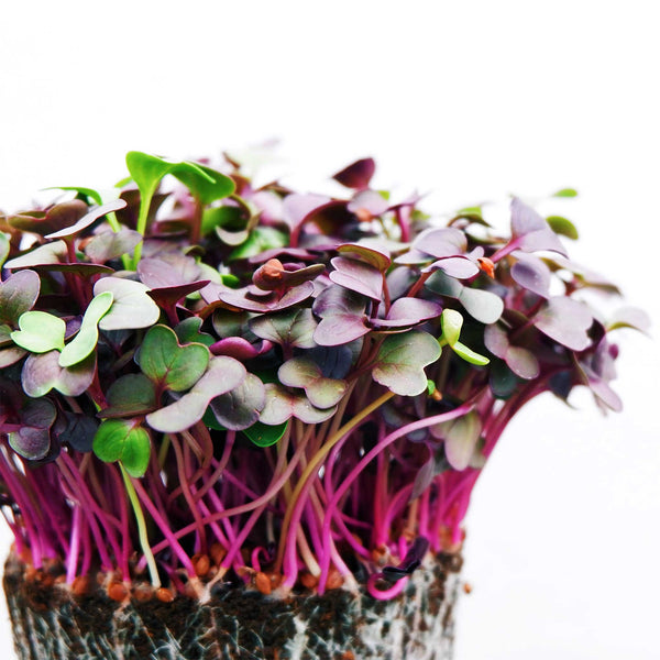 Red Cabbage Microgreens Seeds