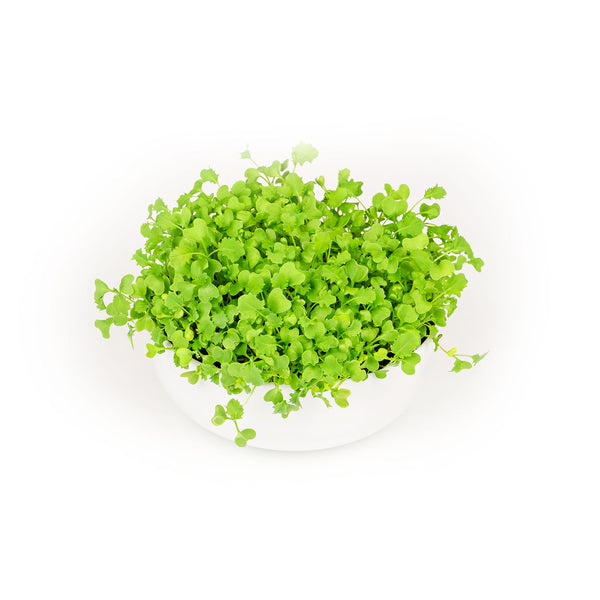 Tuscan Kale Microgreens Seeds