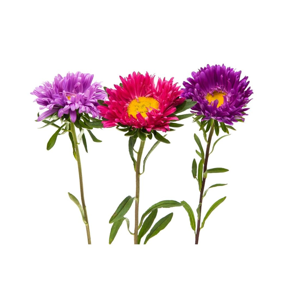 Aster Formula Mixed – GardenGuru