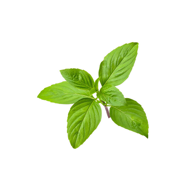Basil Sweet Scented Seeds
