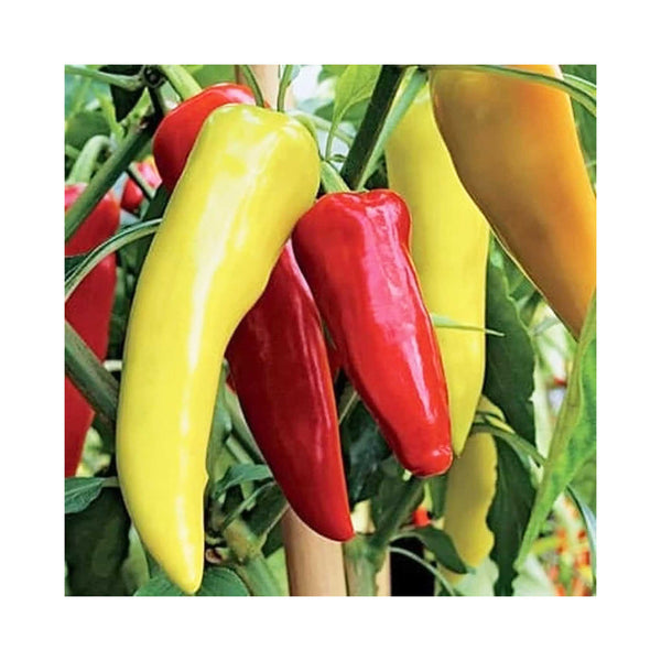 Chilli Hot pepper OS-12