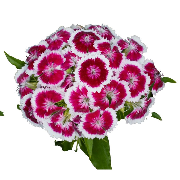 Dianthus Mixed seeds