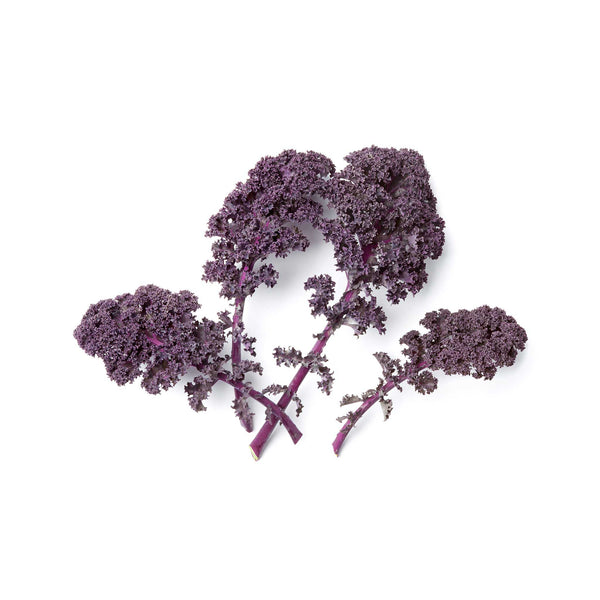 Grunkohl Kale Brassica Purple Seeds