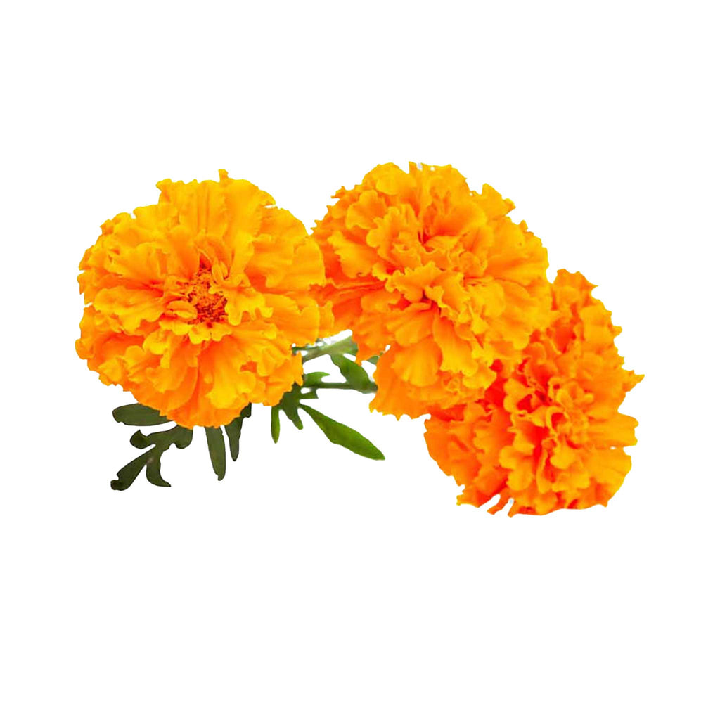 Marigold Nana Patula Yellow Seeds – GardenGuru