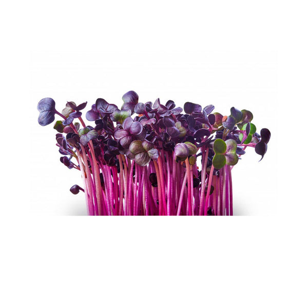 Purple Kale Microgreens Seeds