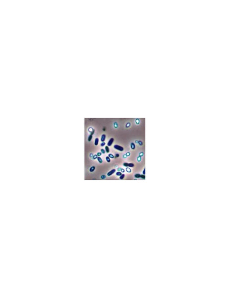 Azotobacter Microscope Azotobacter spp. – GardenGuru