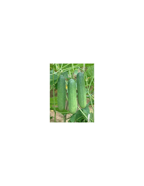 Cucumber Sultan Seeds
