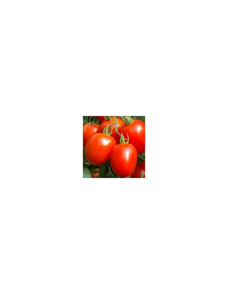Tomato Imp. Petomech seeds