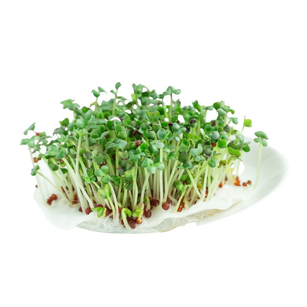 Micro Turnips Microgreens – GardenGuru